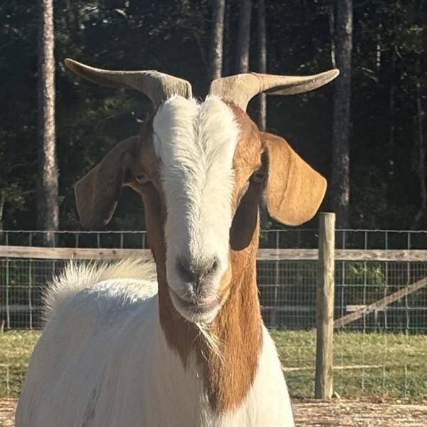 Enlarge Boop, a Adoptable Goat in Freeport, FL image 2/6