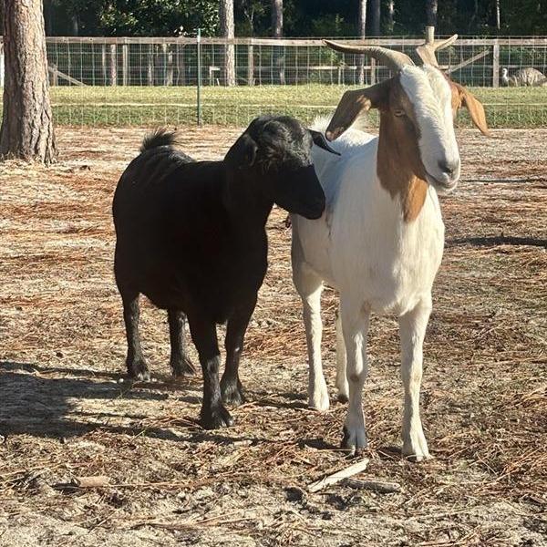 Enlarge Boop, a Adoptable Goat in Freeport, FL image 4/6