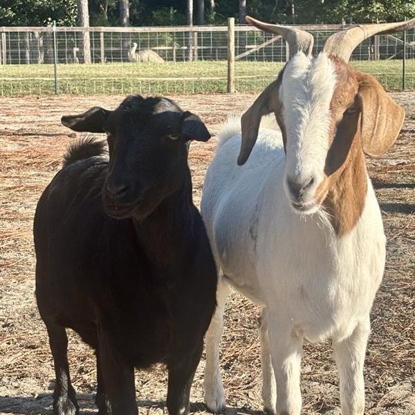 Enlarge Boop, a Adoptable Goat in Freeport, FL image 5/6