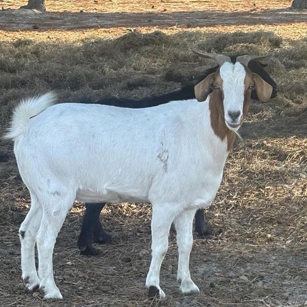 Enlarge Boop, a Adoptable Goat in Freeport, FL image 6/6