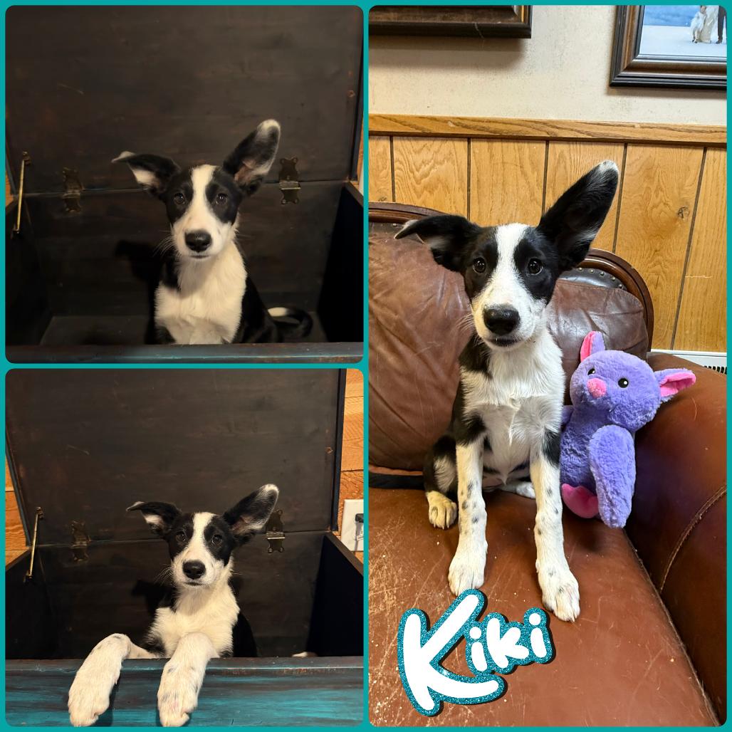 Kiki, Adoptable, Puppy Female Border Collie.