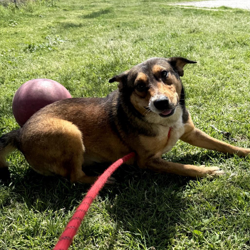 Walkman P45706, Adoptable, Young Male Cattle Dog & Mixed Breed.