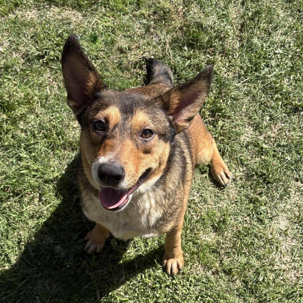Walkman P45706, a Adoptable mixed breed in Corsicana, TX image 2/2