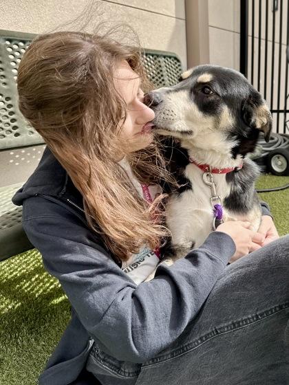 Rocky, Adoptable, Adult Male Mixed Breed & Mixed Breed.