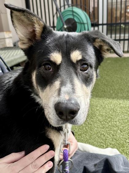 Rocky, a Adoptable mixed breed in Wichita, KS image 2/3