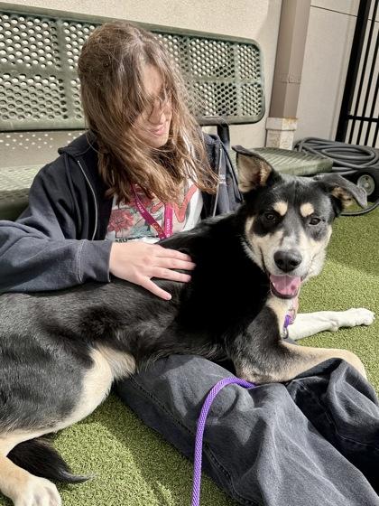 Rocky, a Adoptable mixed breed in Wichita, KS image 3/3