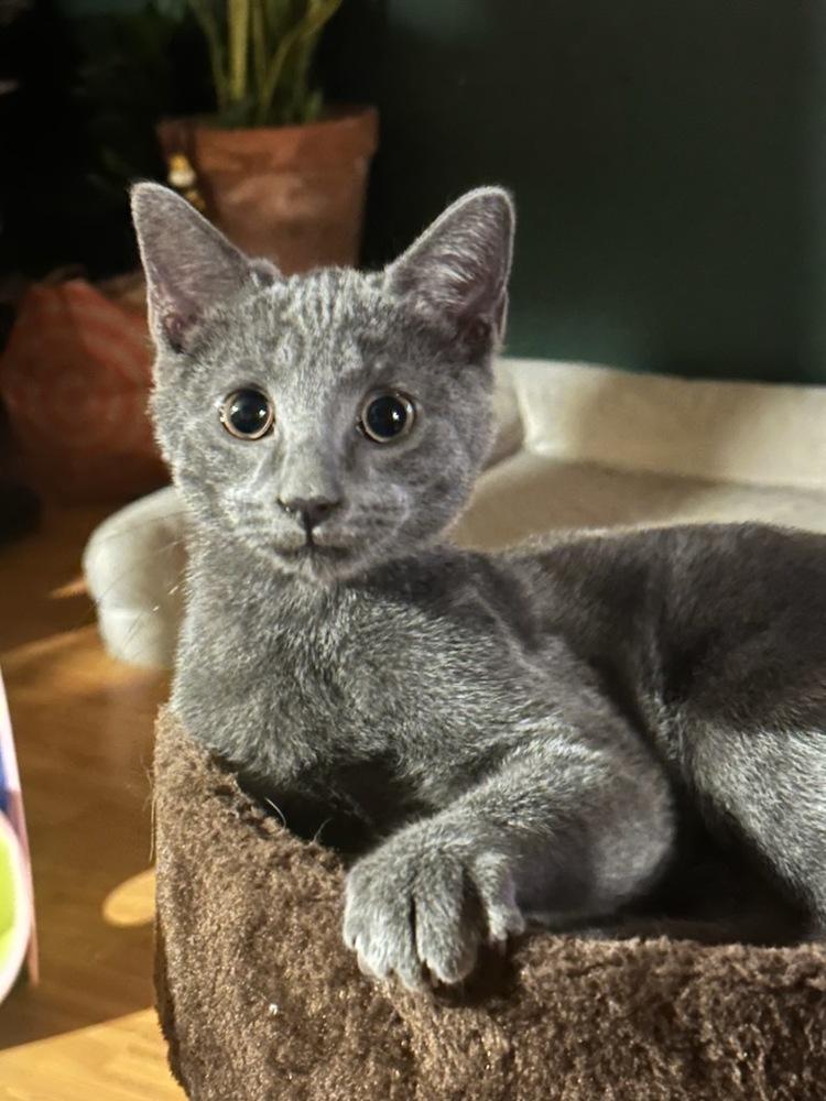 Enlarge Zander, a Adoptable Domestic Short Hair in Utica, NY image 1/1