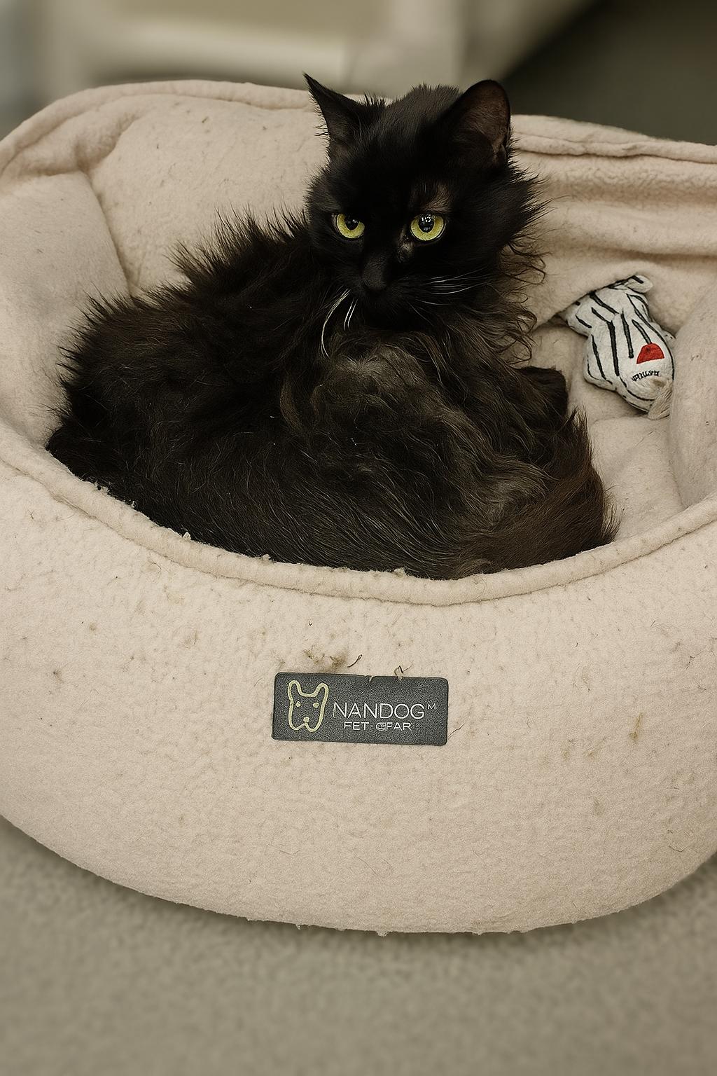 Midnight, adoptable, Senior Female Domestic Long Hair.