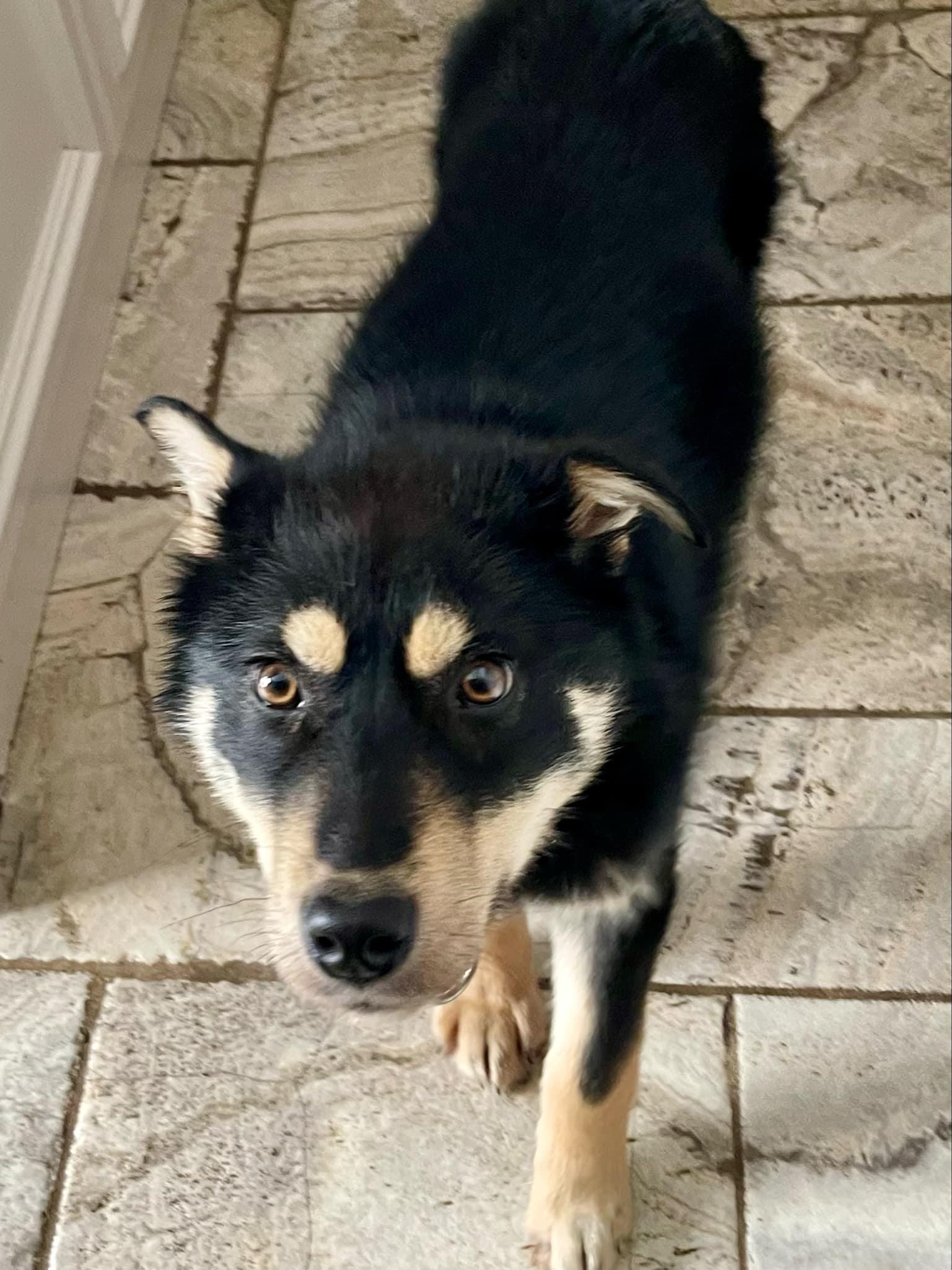 Chuck, an adoptable Husky in STE-MARGUERITE-DU-LAC-MASSON, QC, J0T 1L0 | Photo Image 1