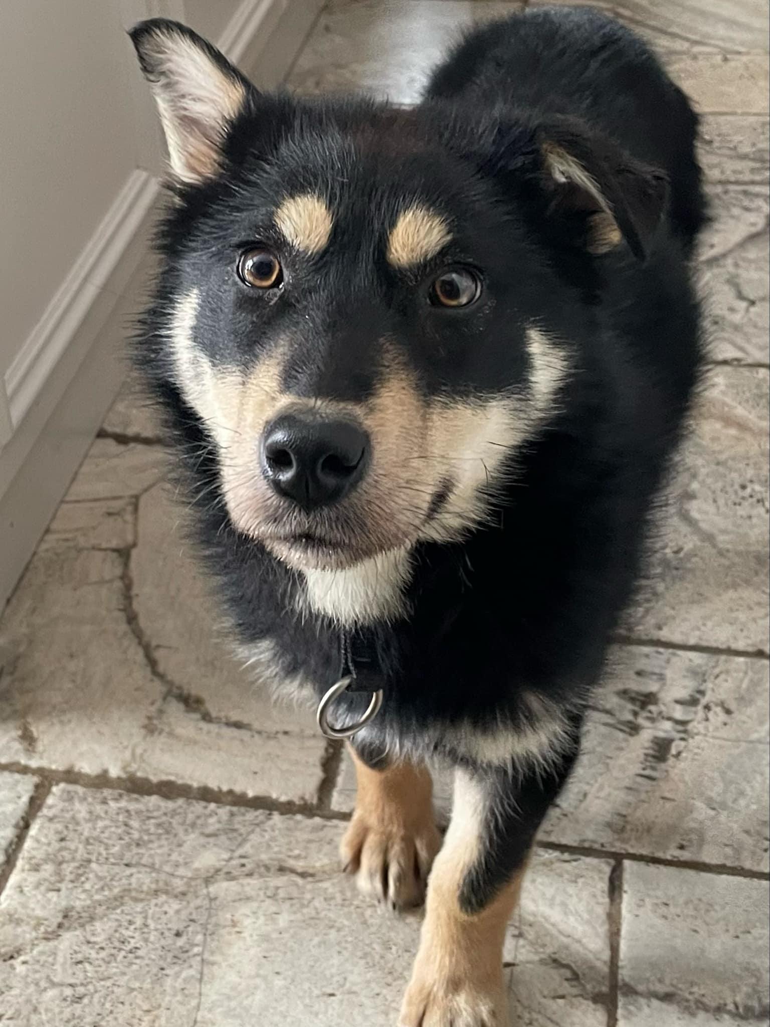 Chuck, an adoptable Husky in STE-MARGUERITE-DU-LAC-MASSON, QC, J0T 1L0 | Photo Image 2