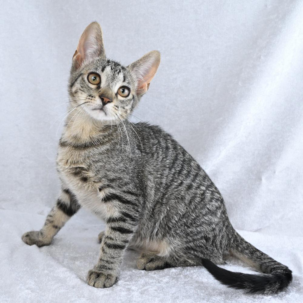 Enlarge Boogie, a Adoptable Domestic Short Hair in Mobile, AL image 1/6