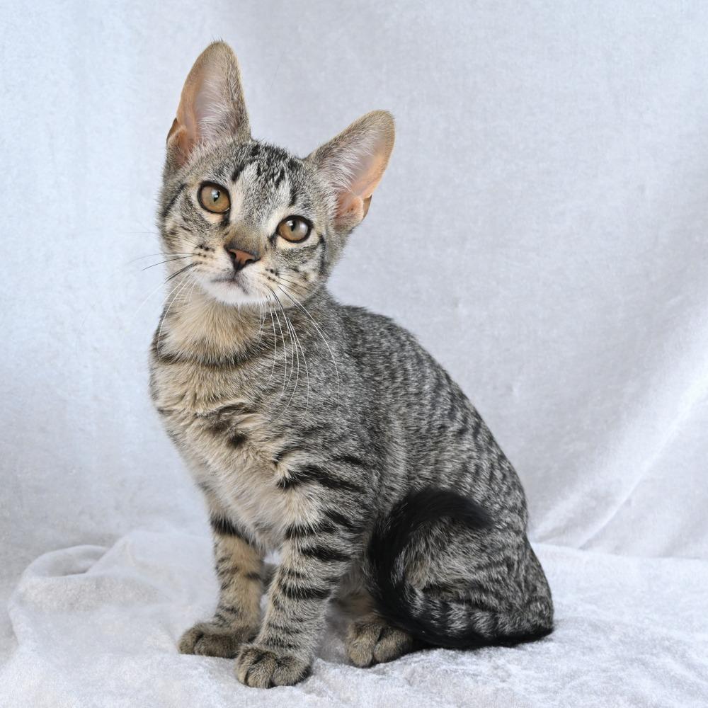 Enlarge Boogie, a Adoptable Domestic Short Hair in Mobile, AL image 2/6