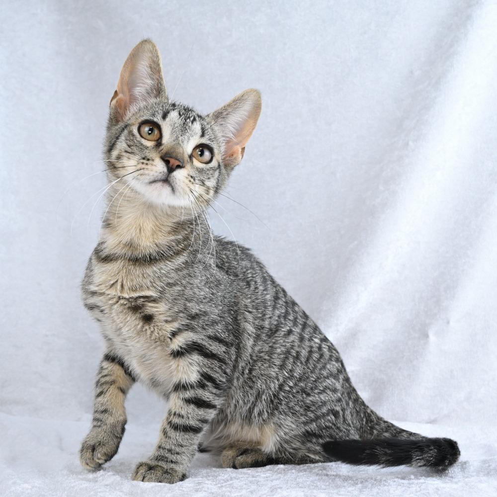 Enlarge Boogie, a Adoptable Domestic Short Hair in Mobile, AL image 3/6
