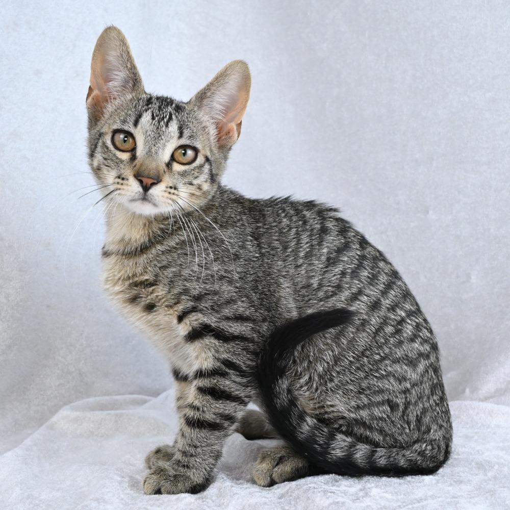 Enlarge Boogie, a Adoptable Domestic Short Hair in Mobile, AL image 4/6