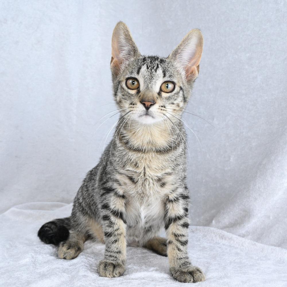 Enlarge Boogie, a Adoptable Domestic Short Hair in Mobile, AL image 5/6