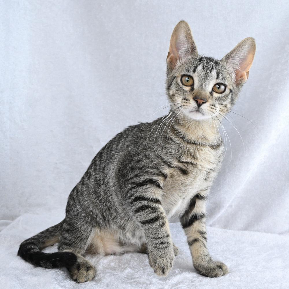 Enlarge Boogie, a Adoptable Domestic Short Hair in Mobile, AL image 6/6
