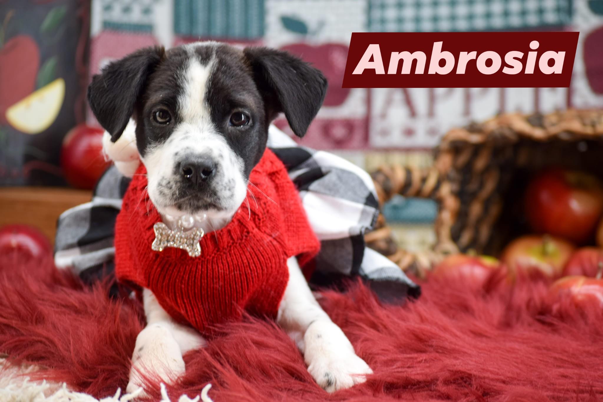 Ambrosia