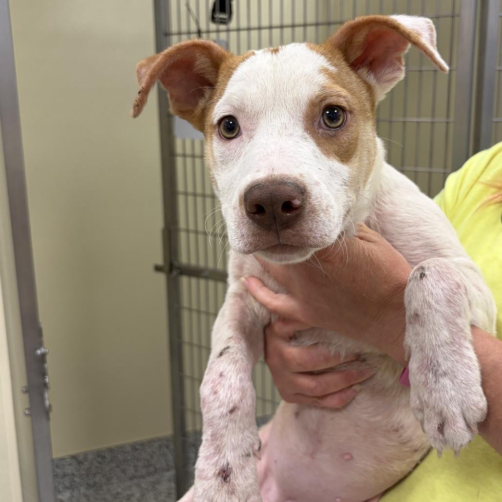 Destini, Adoptable, Young Female Terrier & Mixed Breed.