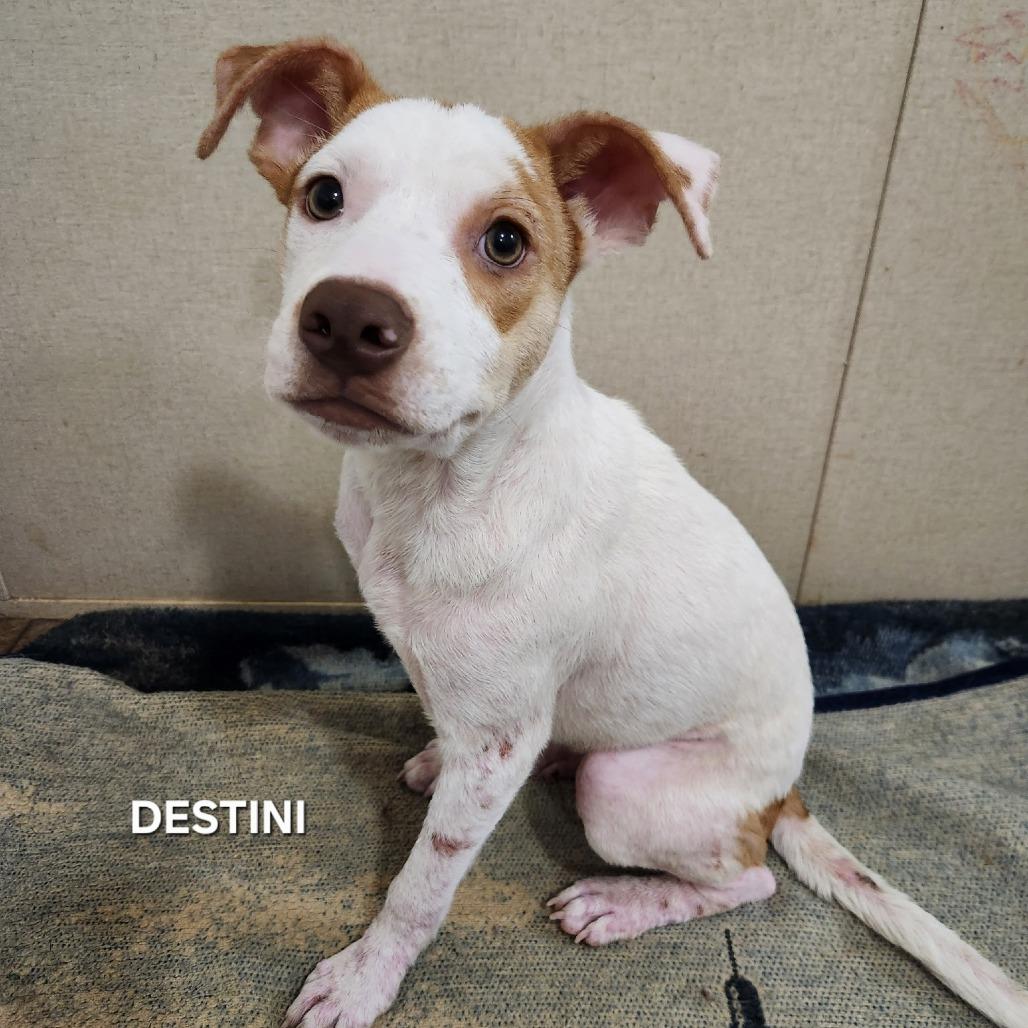 Destini, a Adoptable mixed breed in Madisonville, TN image 2/3
