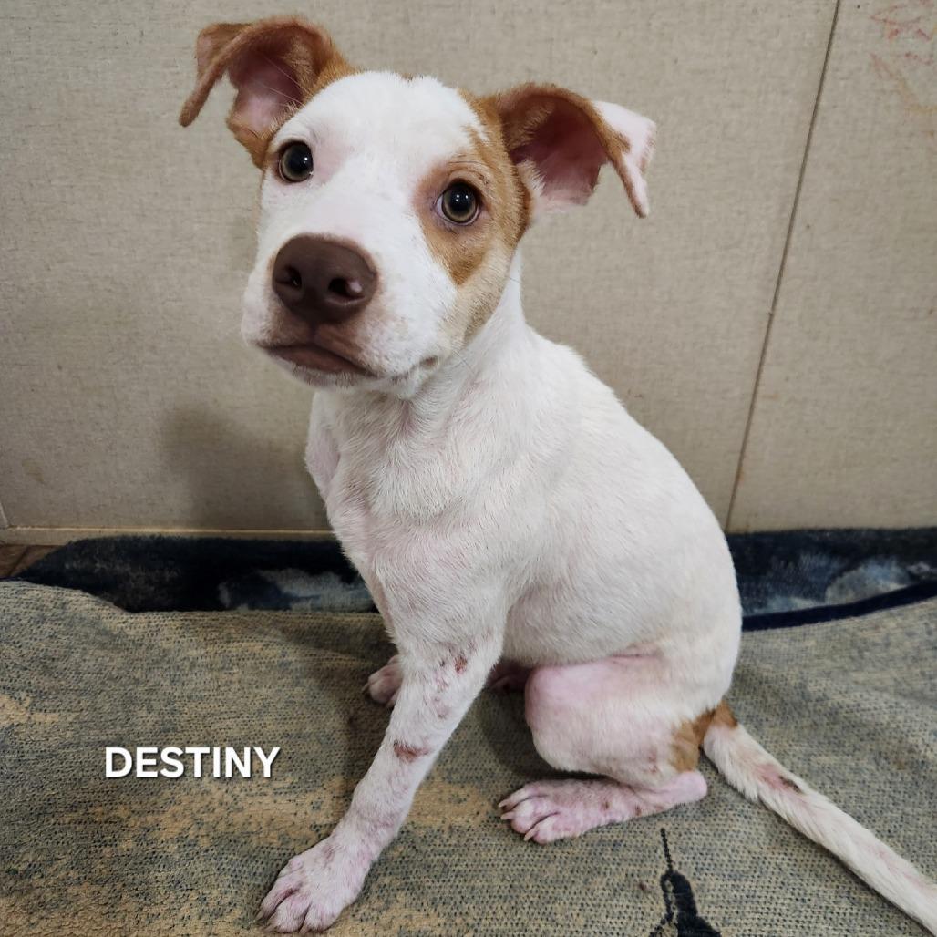 Destini, a Adoptable mixed breed in Madisonville, TN image 3/3