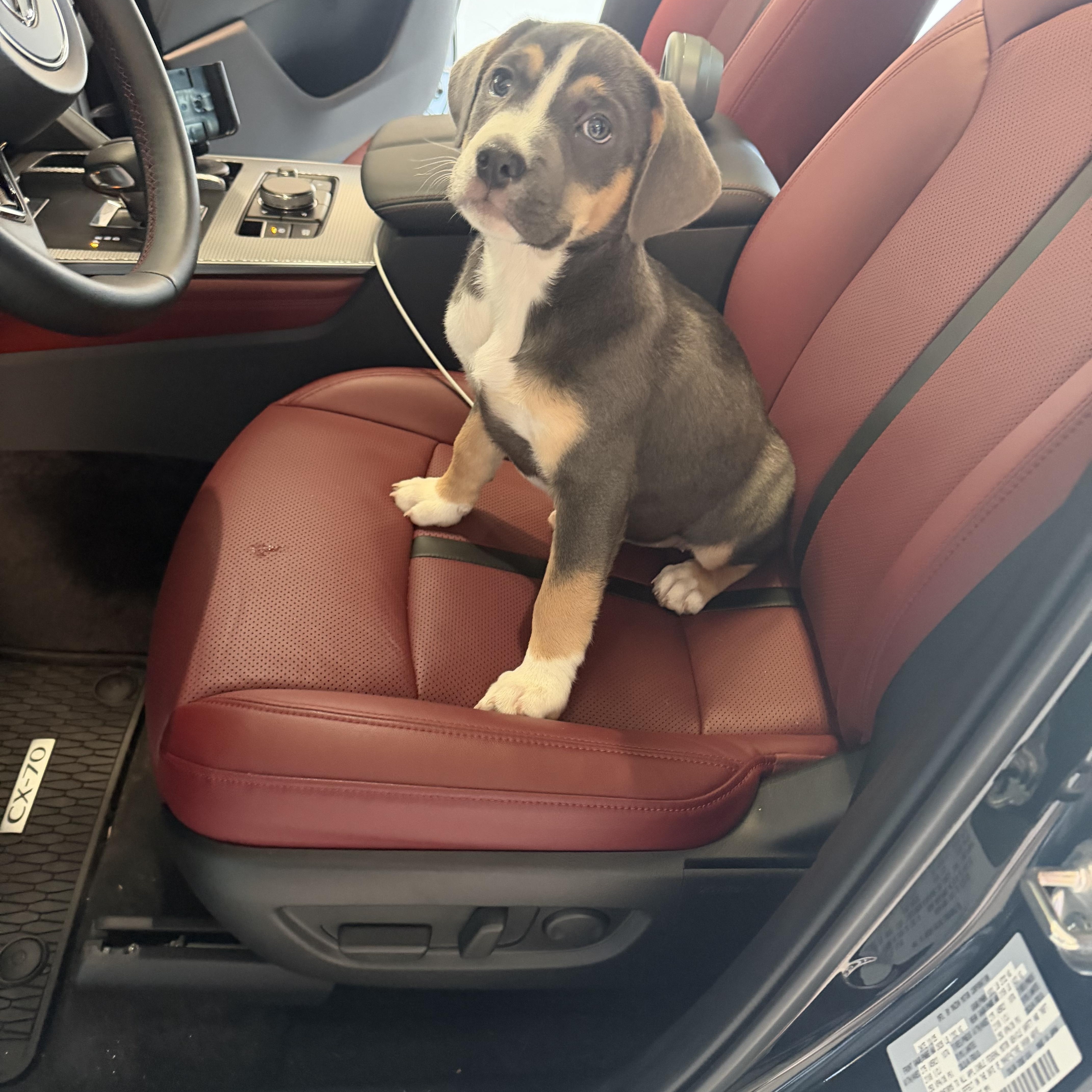 Enlarge Winnie, a Adoptable mixed breed in Mansfield, TX image 1/6