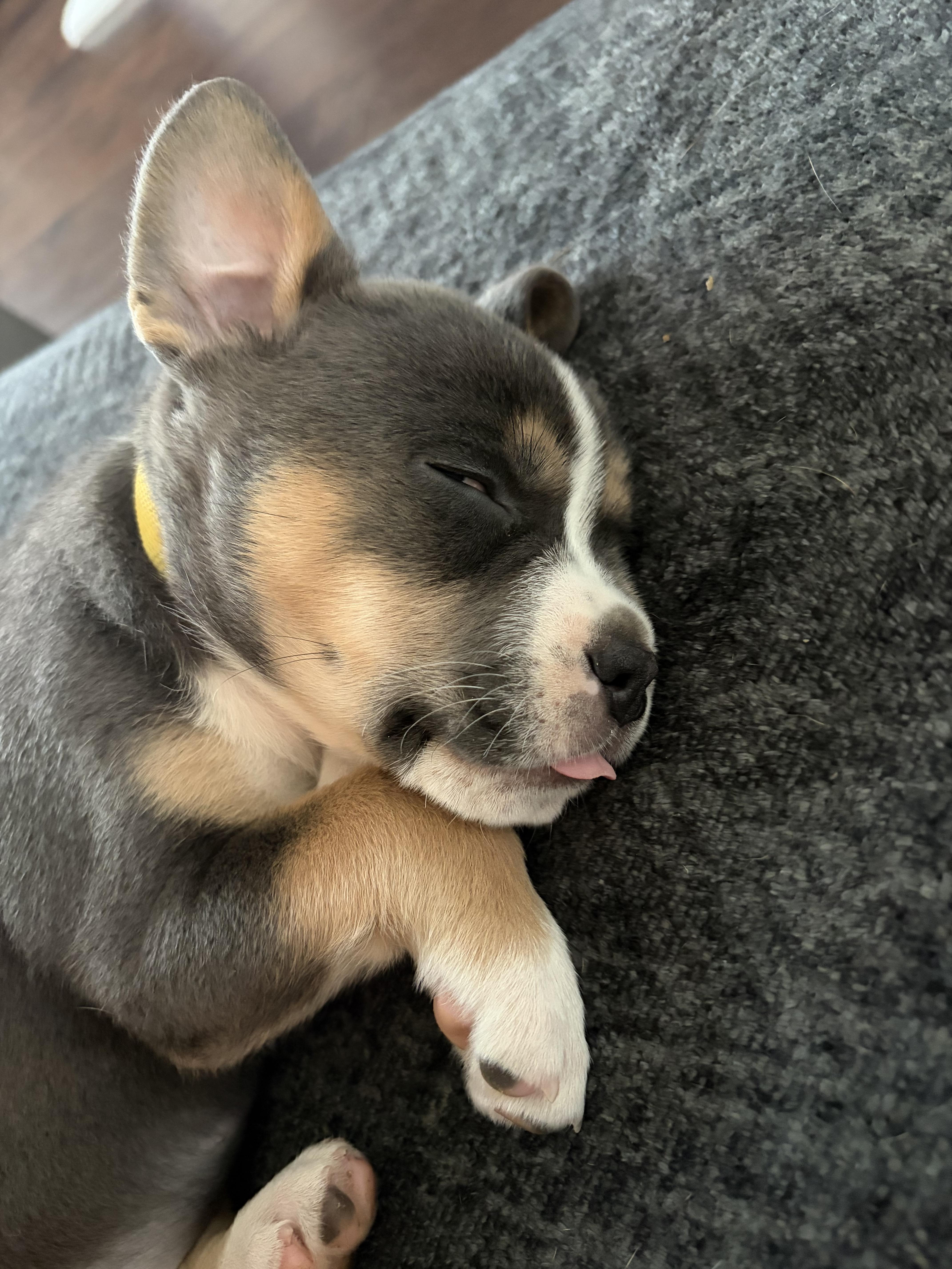 Enlarge Winnie, a Adoptable mixed breed in Mansfield, TX image 3/6