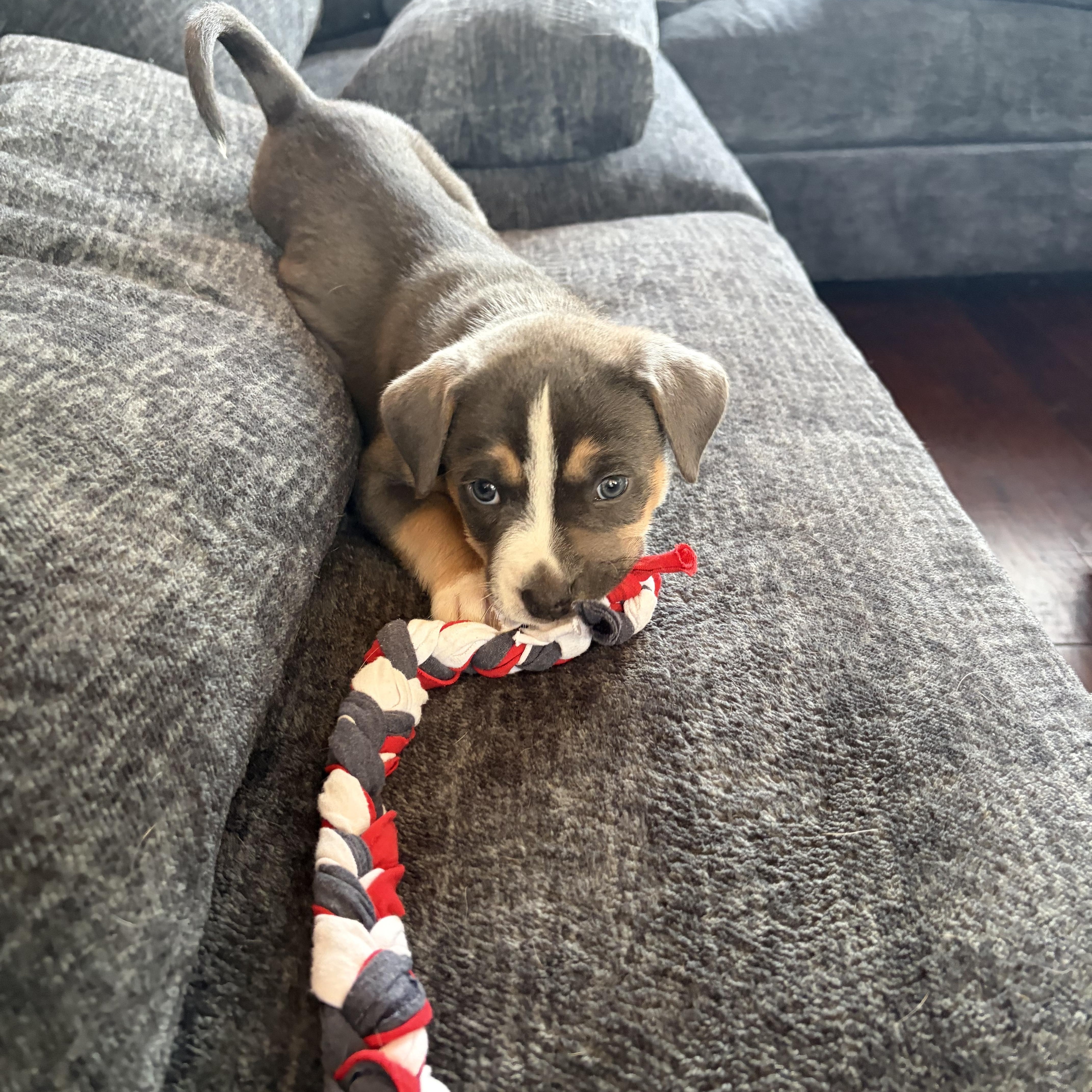 Enlarge Winnie, a Adoptable mixed breed in Mansfield, TX image 2/6