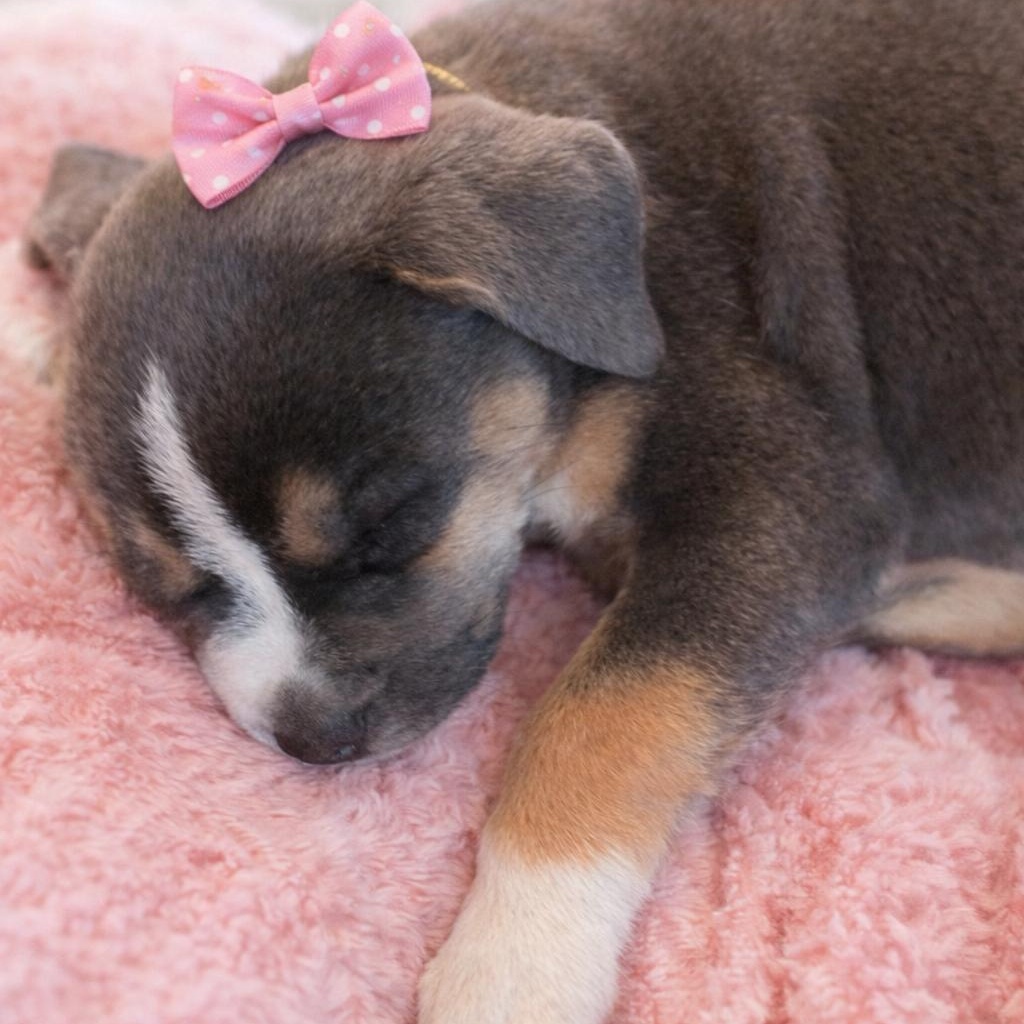 Enlarge Winnie, a Adoptable mixed breed in Mansfield, TX image 6/6