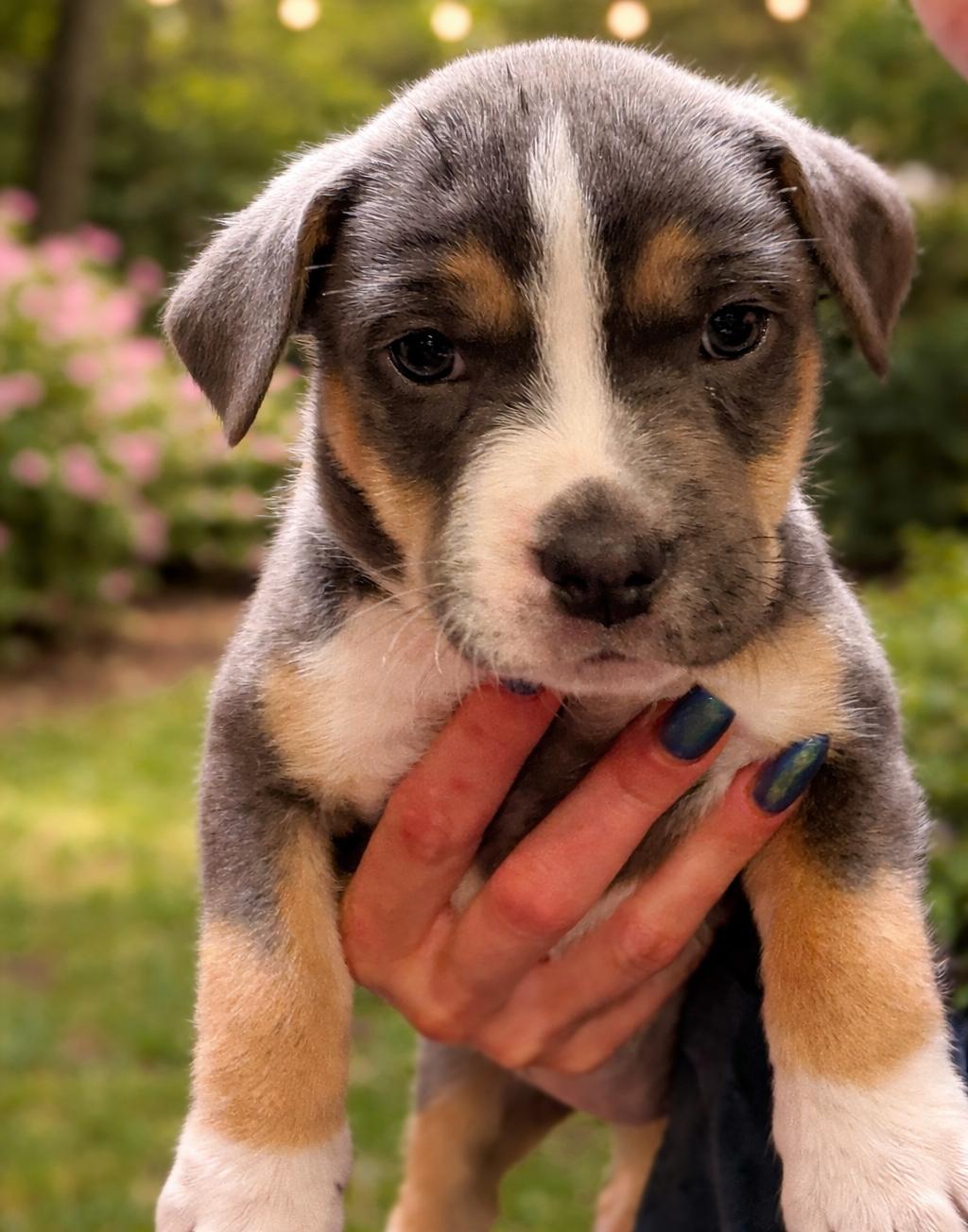 Enlarge Winnie, a Adoptable mixed breed in Mansfield, TX image 4/6