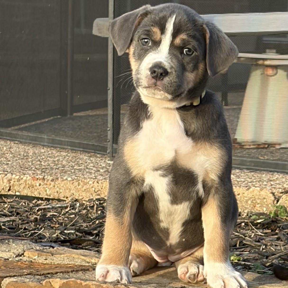 Enlarge Winnie, a Adoptable mixed breed in Mansfield, TX image 5/6