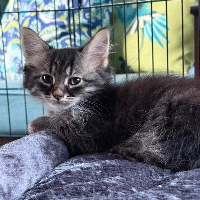 Sasha, adopted, Kitten Female Tabby & Domestic Medium Hair.