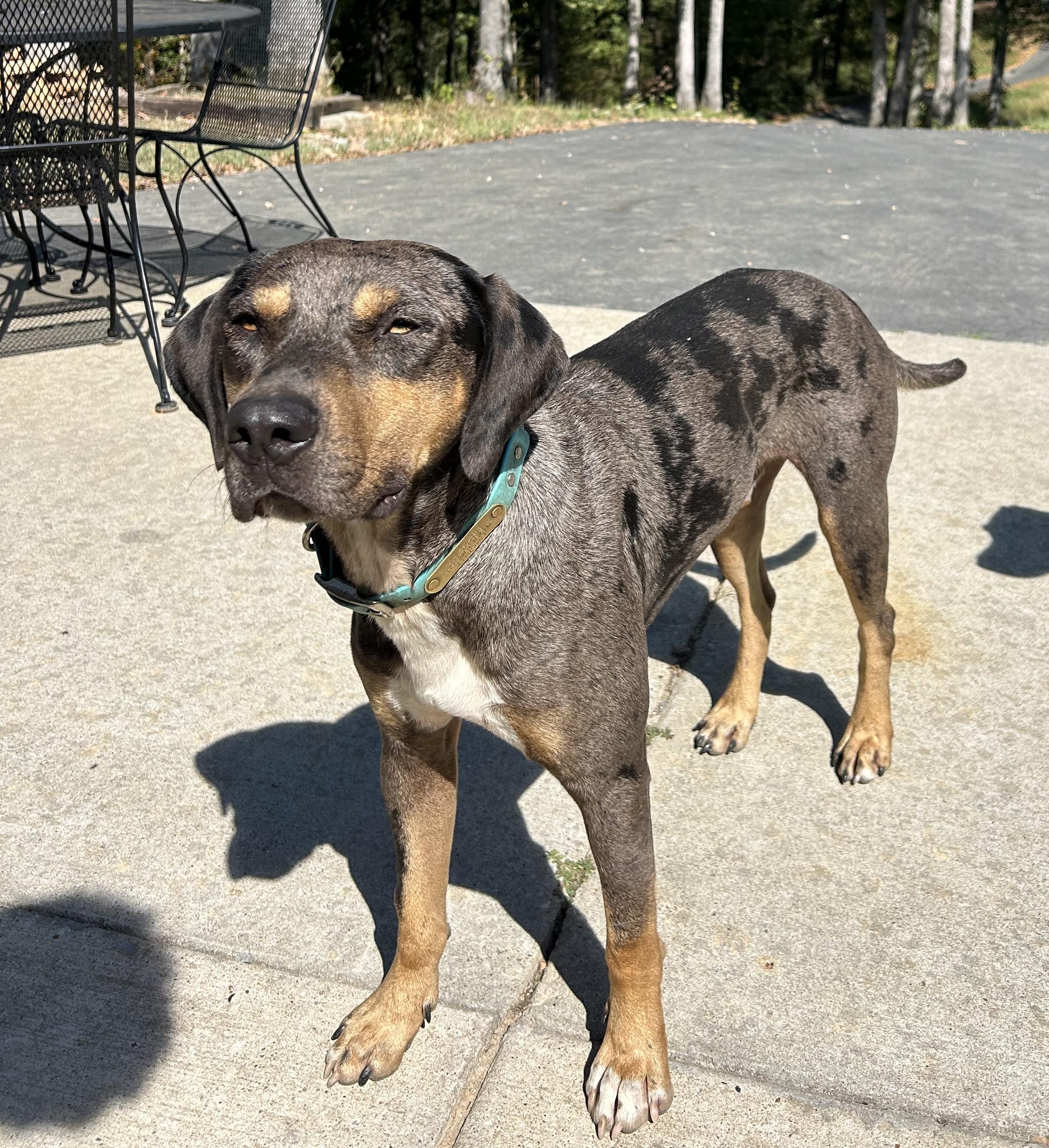 Enlarge Beans, a Adoptable Catahoula Leopard Dog in Woodbury, TN image 1/3