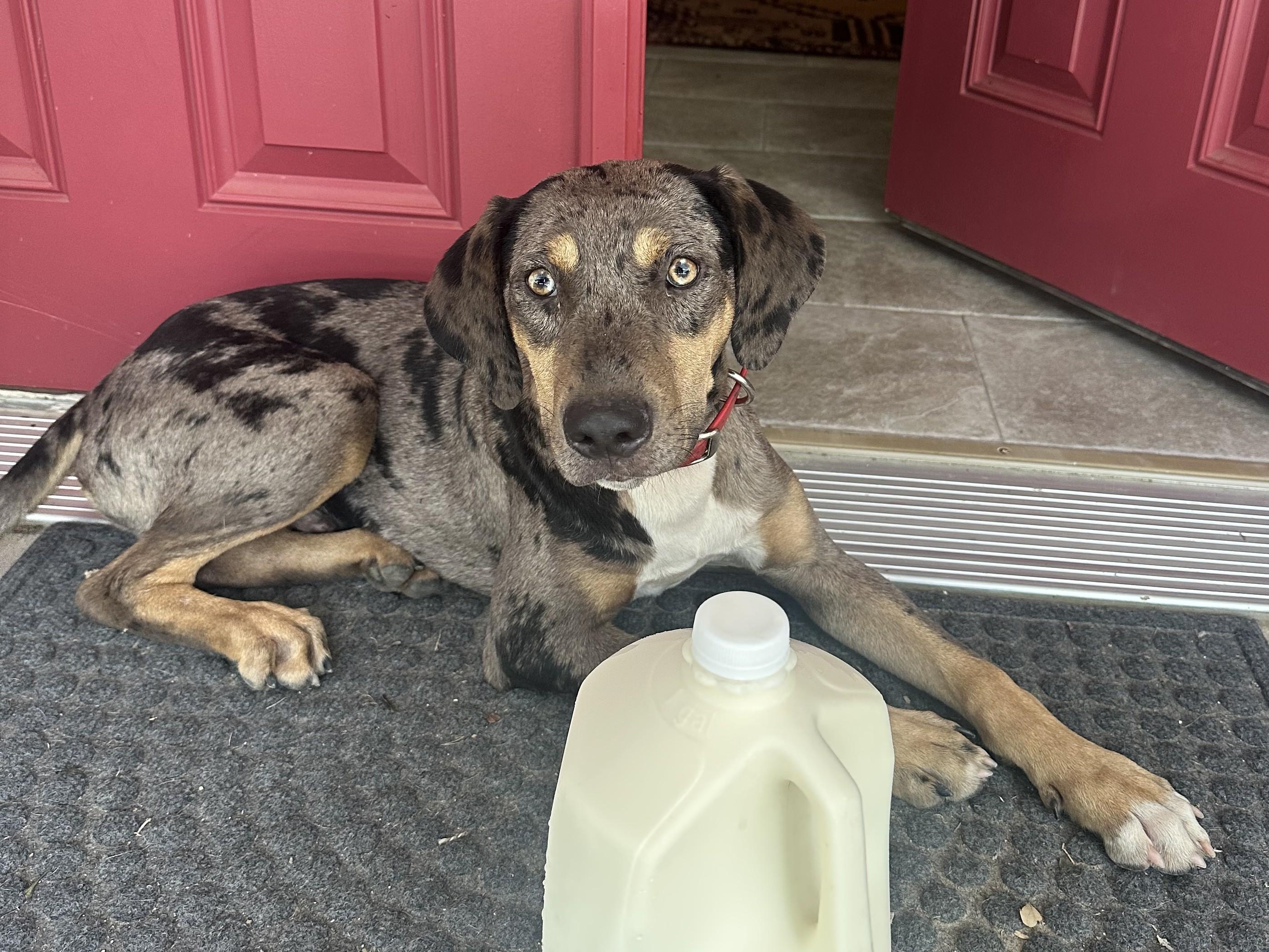 Enlarge Beans, a Adoptable Catahoula Leopard Dog in Woodbury, TN image 2/3