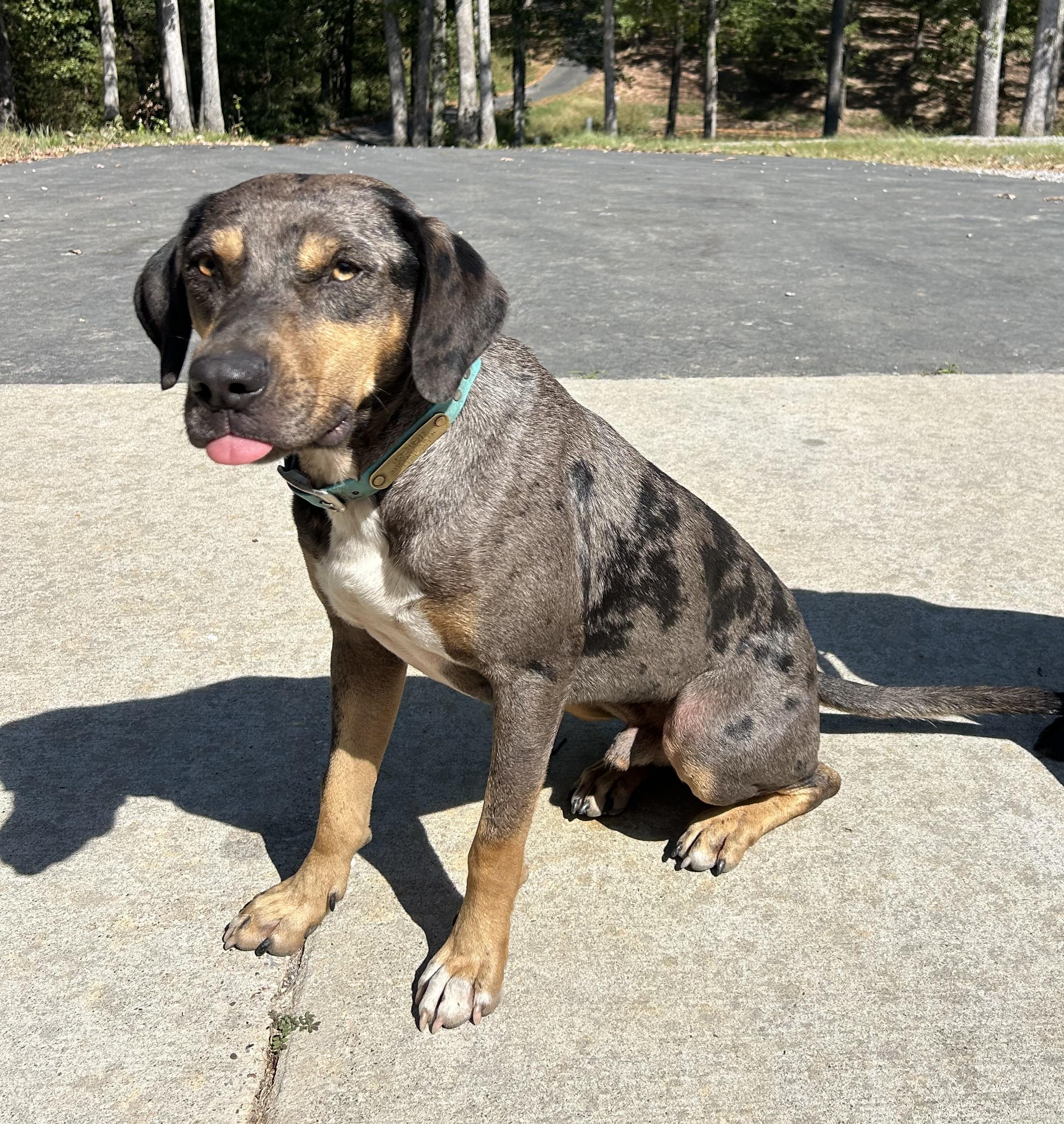 Enlarge Beans, a Adoptable Catahoula Leopard Dog in Woodbury, TN image 3/3