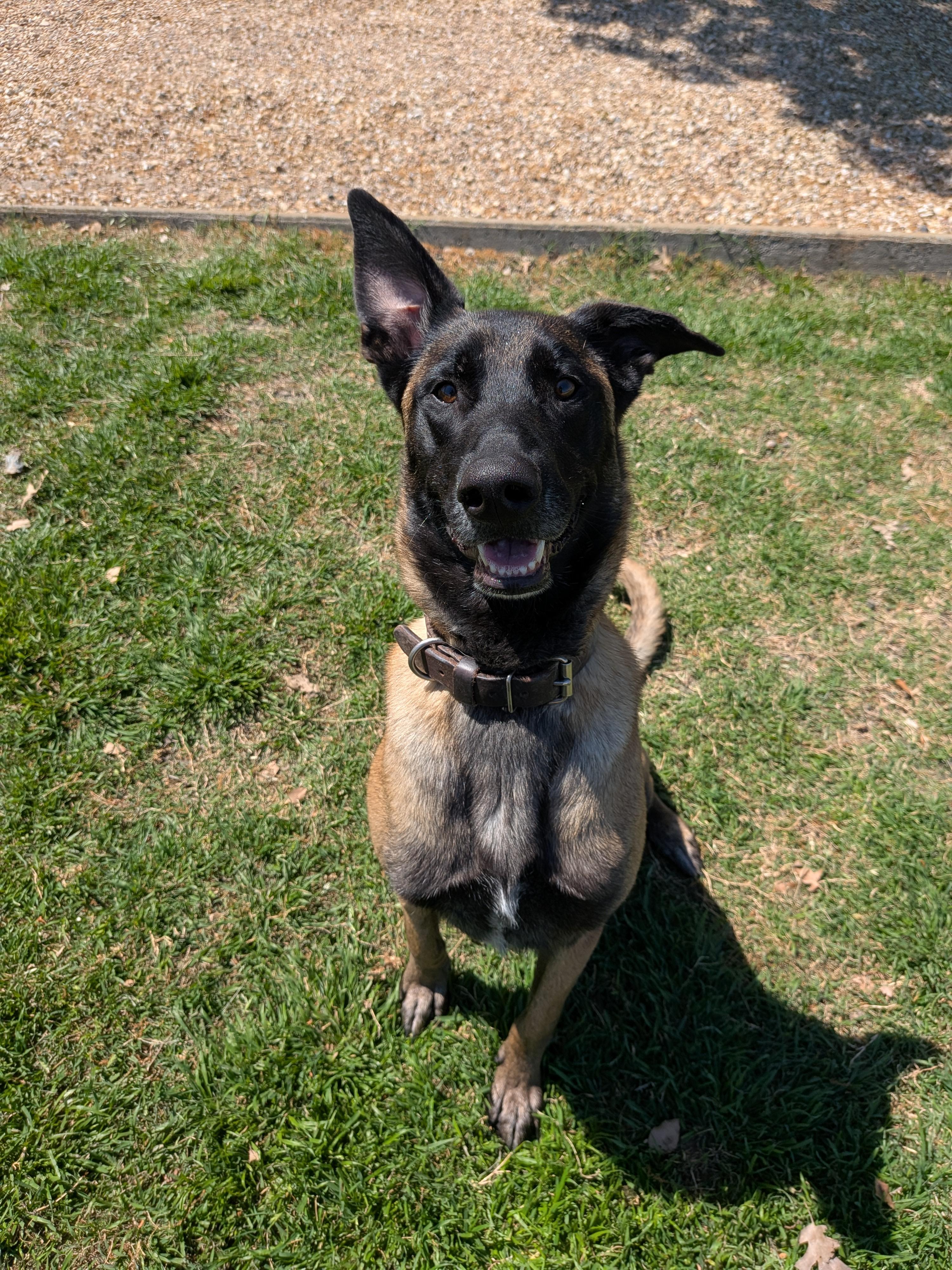 Enlarge Mali, a Adoptable Belgian Shepherd / Malinois in Dallas, TX image 1/3