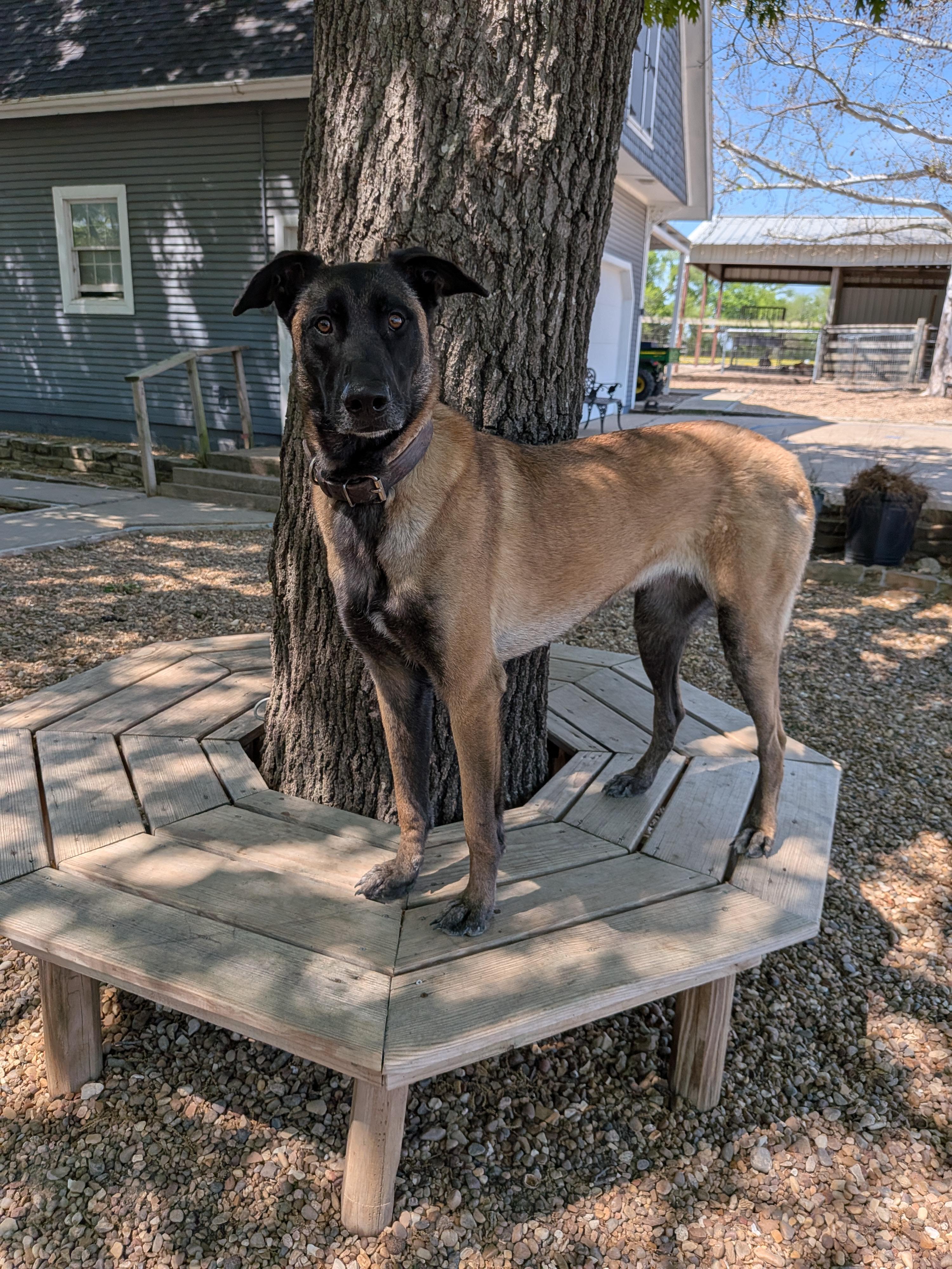 Enlarge Mali, a Adoptable Belgian Shepherd / Malinois in Dallas, TX image 2/3