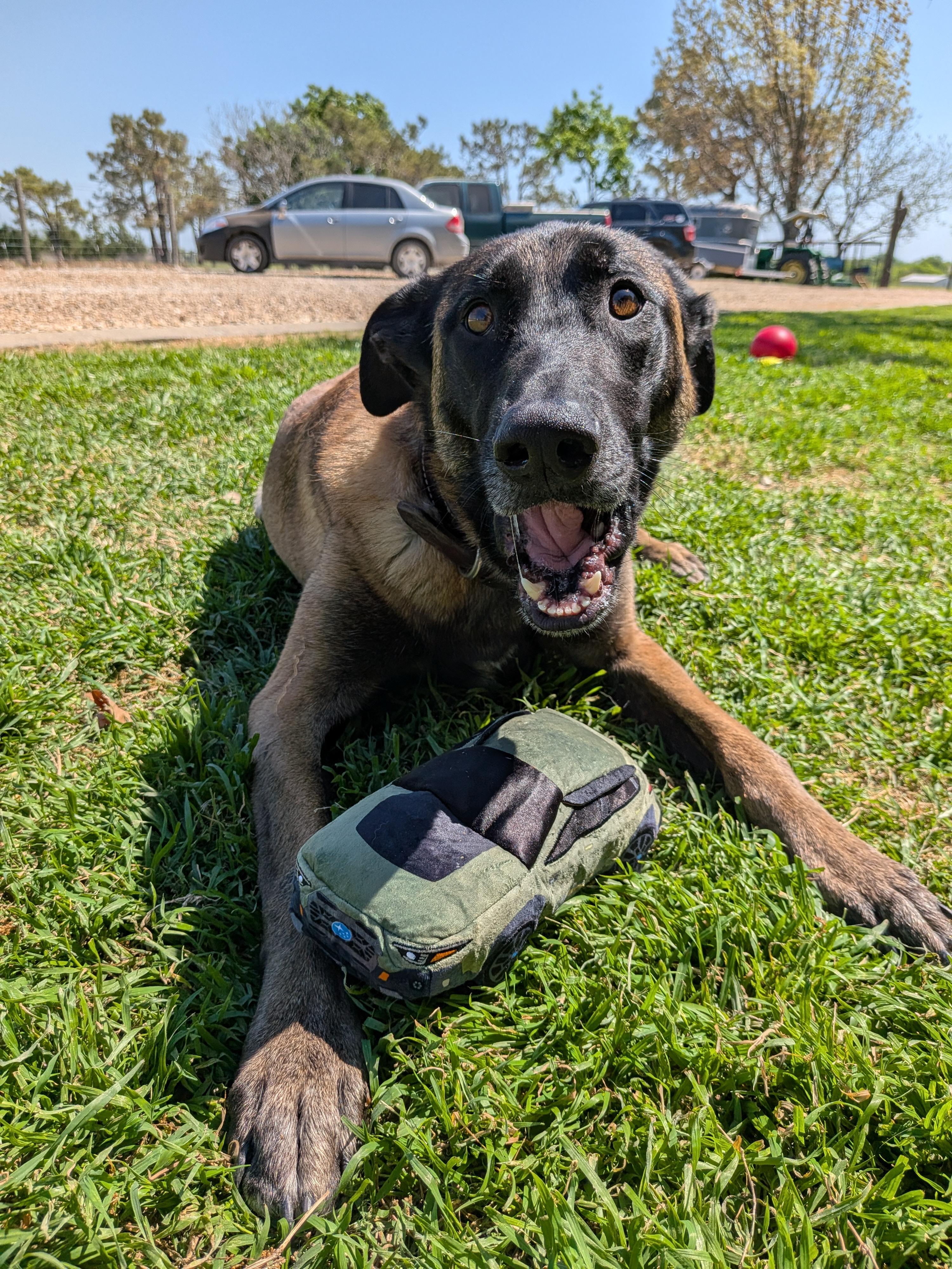 Enlarge Mali, a Adoptable Belgian Shepherd / Malinois in Dallas, TX image 3/3
