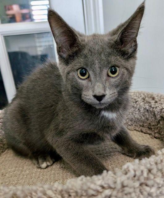 Enlarge Tim Horton, a Adopted Domestic Short Hair in Lake Orion, MI image 2/3