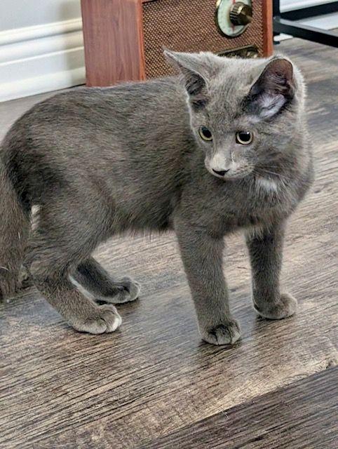 Enlarge Tim Horton, a Adopted Domestic Short Hair in Lake Orion, MI image 3/3