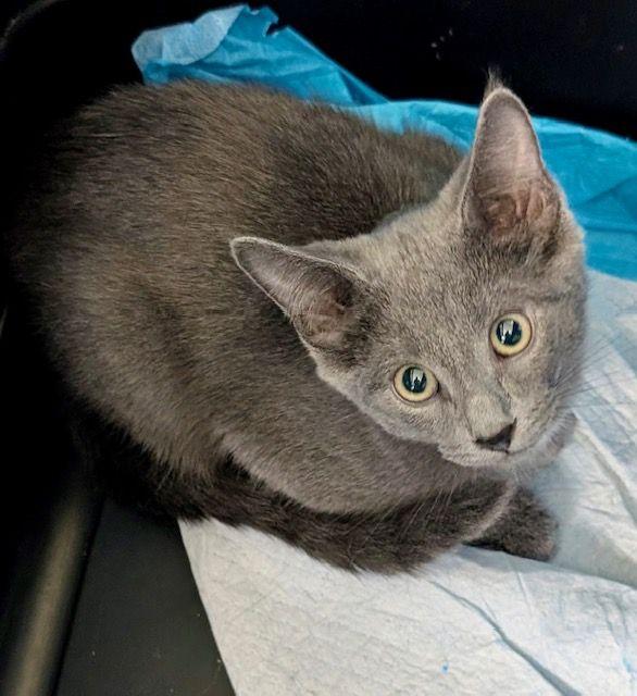 Enlarge Tim Horton, a Adopted Domestic Short Hair in Lake Orion, MI image 1/3