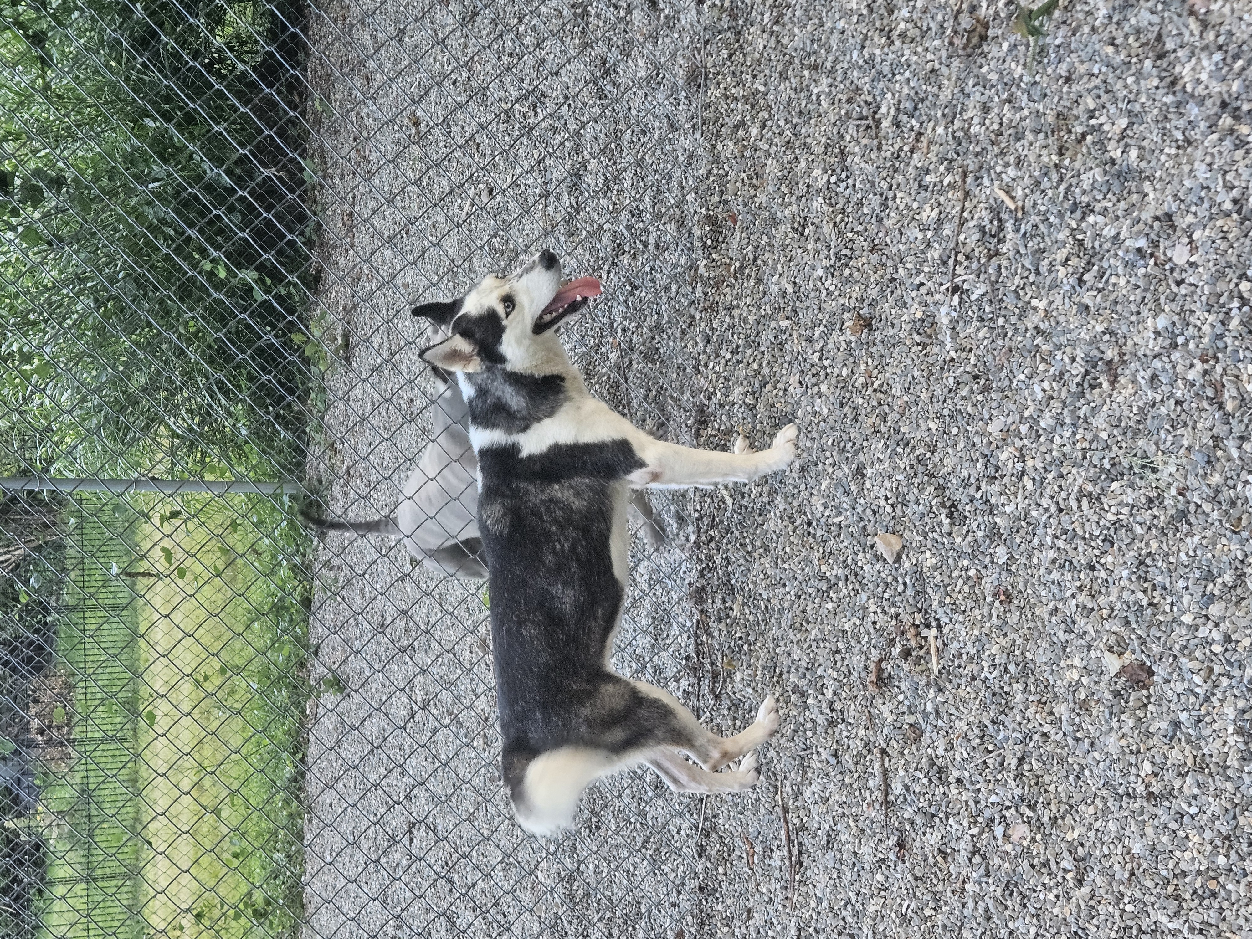 Enlarge KYE, a Adoptable mixed breed in Newtown, CT image 1/1