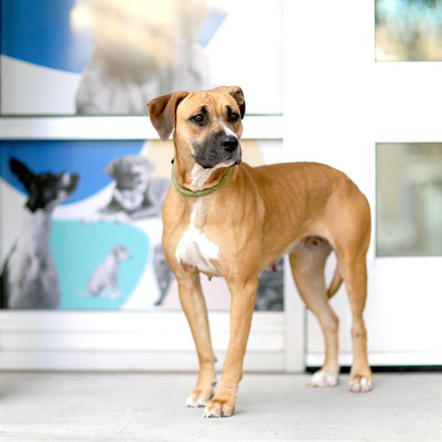 Enlarge HANNAH, a Adoptable mixed breed in Albuquerque, NM image 1/1