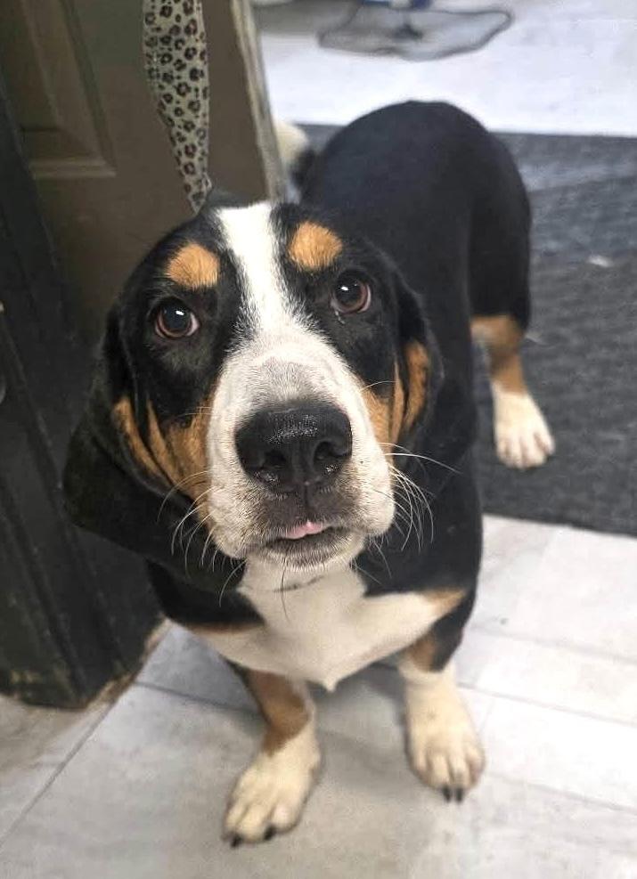 Enlarge Smitty, a Adoptable mixed breed in Syracuse, NY image 1/5