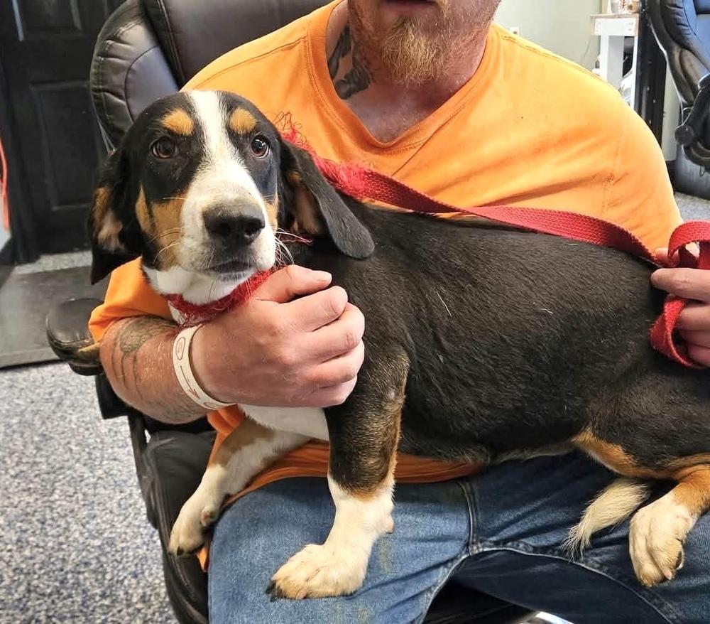 Enlarge Smitty, a Adoptable mixed breed in Syracuse, NY image 4/5