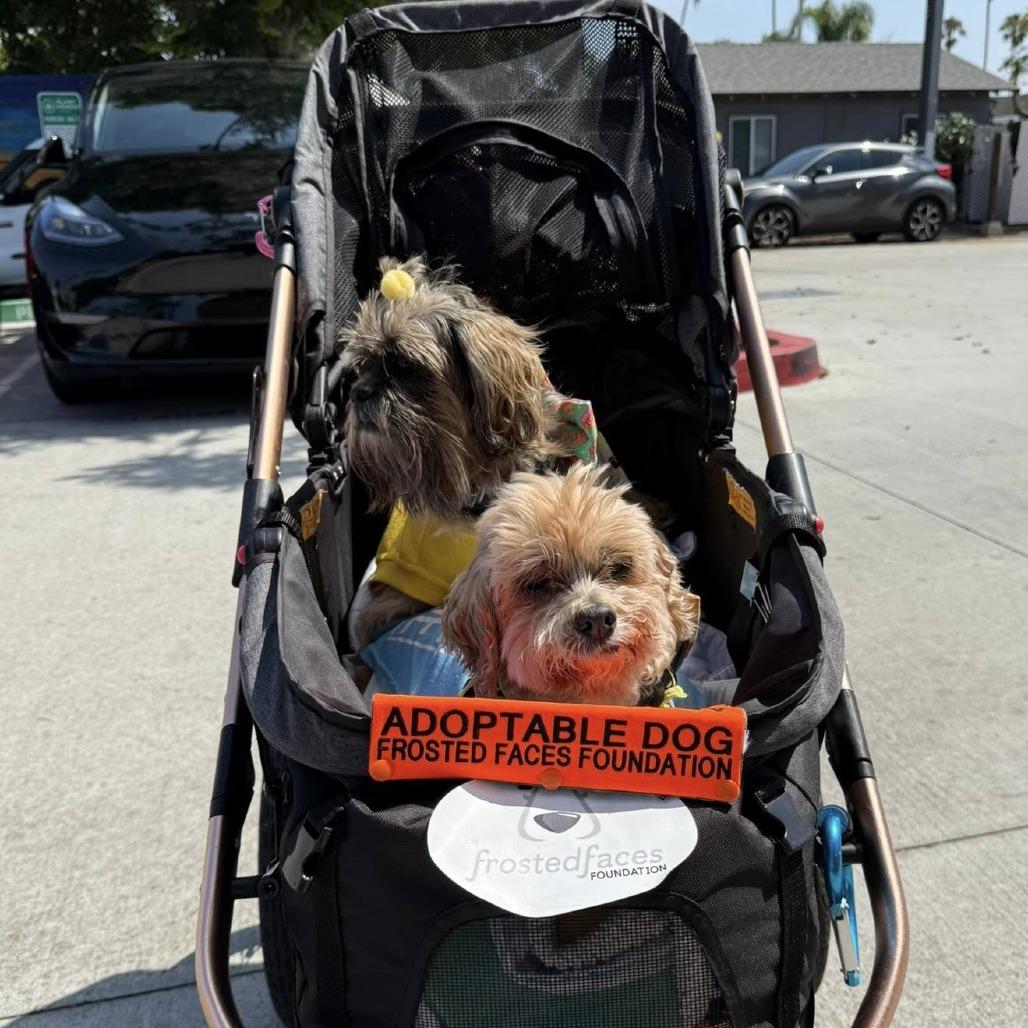 Enlarge Linguini, a Adoptable Poodle in Ramona, CA image 1/6