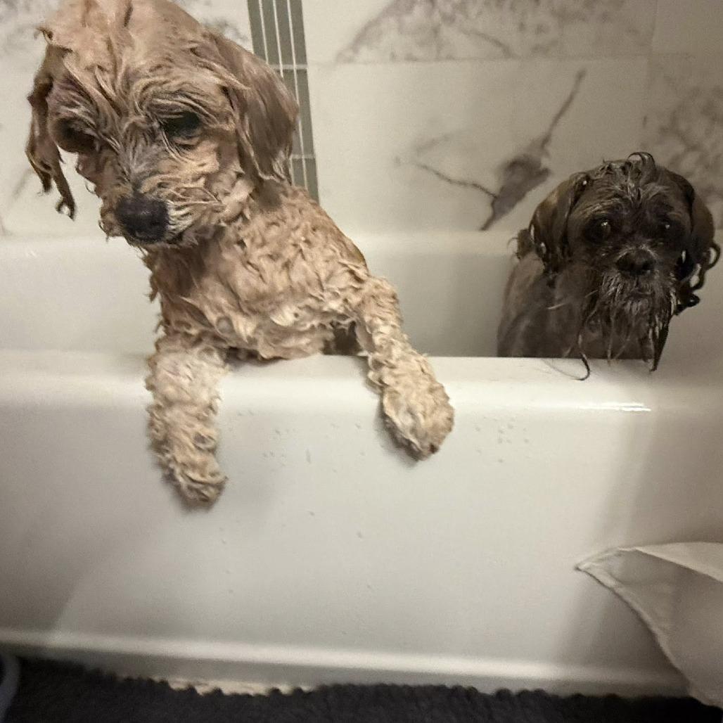 Enlarge Linguini, a Adoptable Poodle in Ramona, CA image 4/6