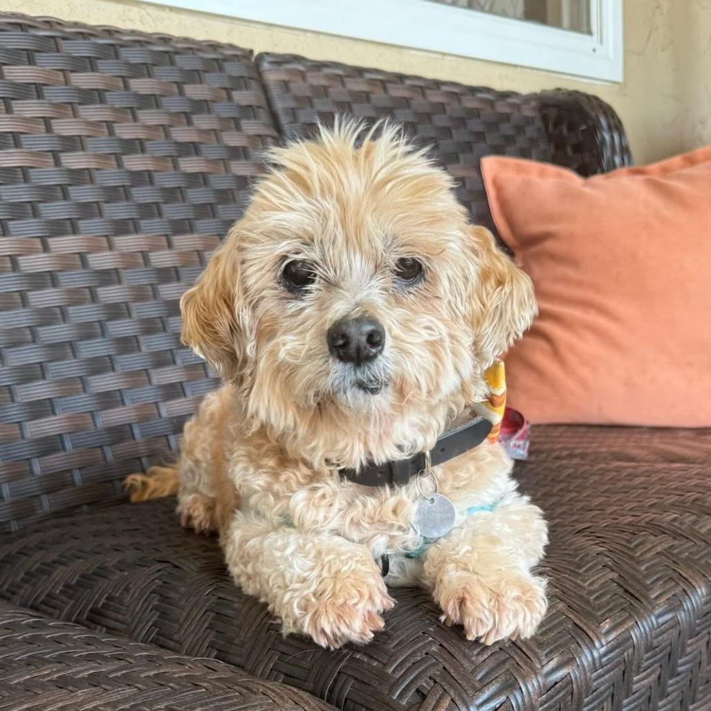 Enlarge Linguini, a Adoptable Poodle in Ramona, CA image 5/6