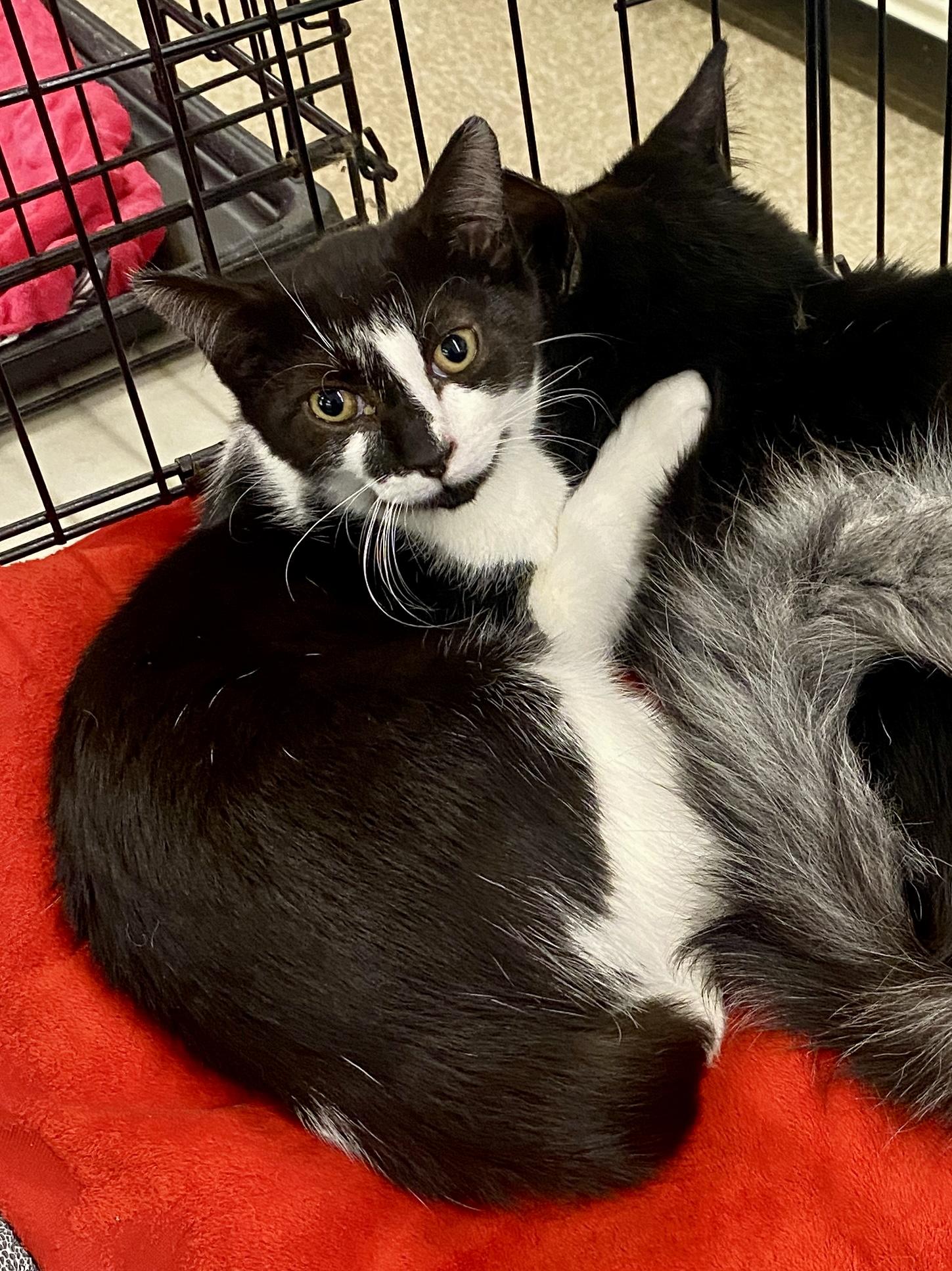 Pixel, Adoptable, Kitten Male Domestic Short Hair & Tuxedo.