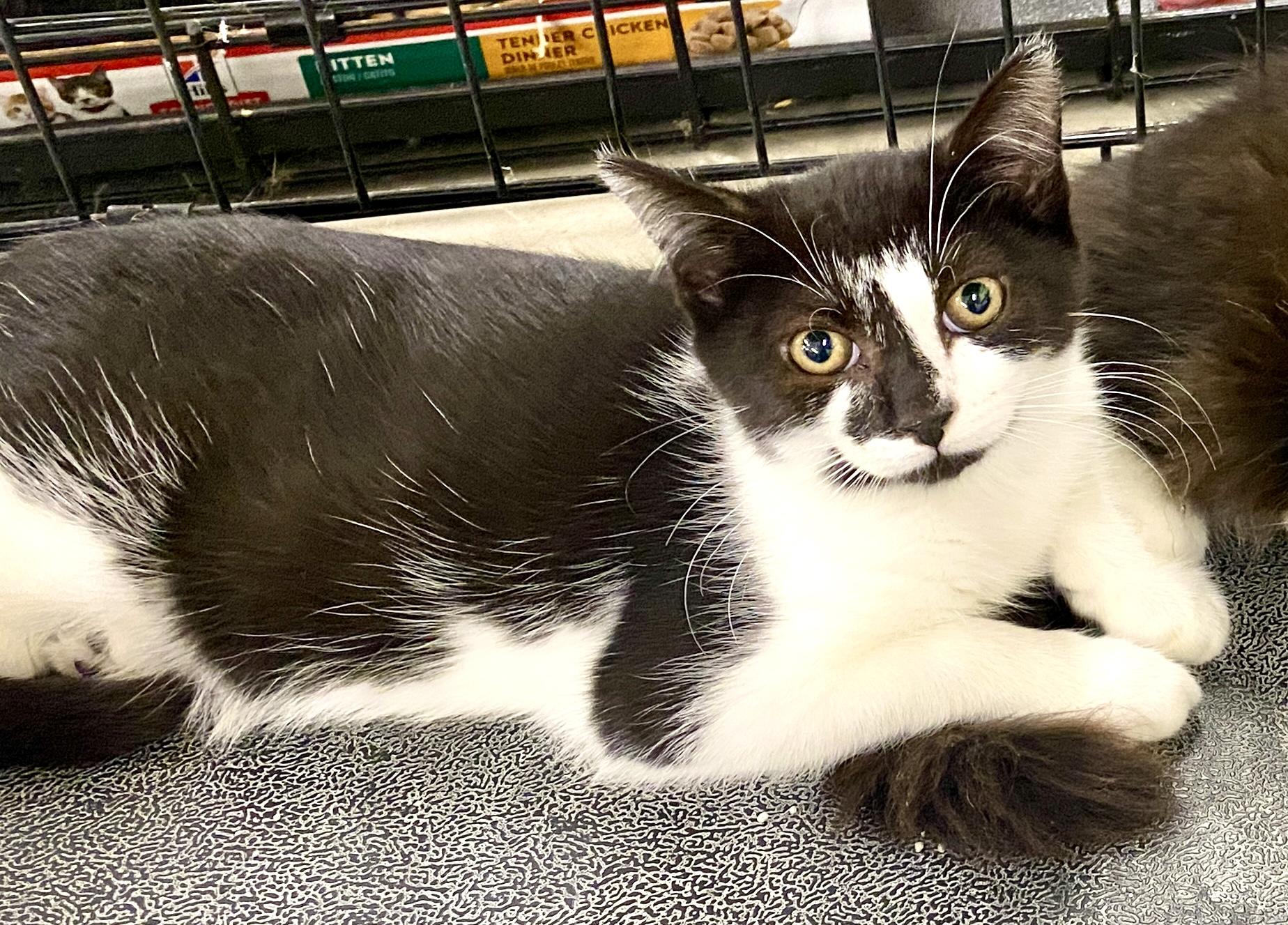 Pixel, Adoptable, Kitten Male Domestic Short Hair & Tuxedo.