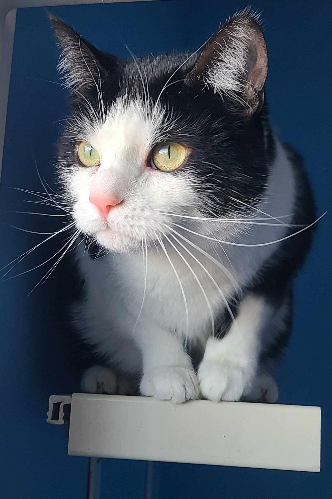 Enlarge Pepper, a ADOPTABLE Domestic Short Hair in Elizabeth, IL image 2/4